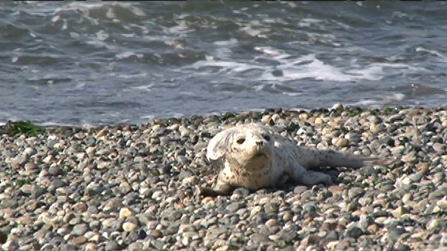 CityStream: Seal Sitters