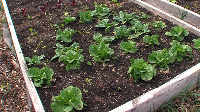 CityStream: Gardens & Saving Salmon 4/30/15