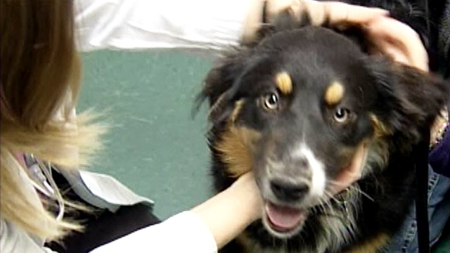 Community Stories: Cats and Dogs