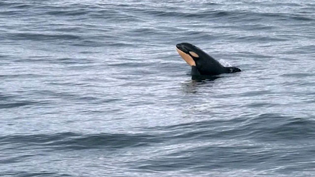 CityStream: Baby Orcas