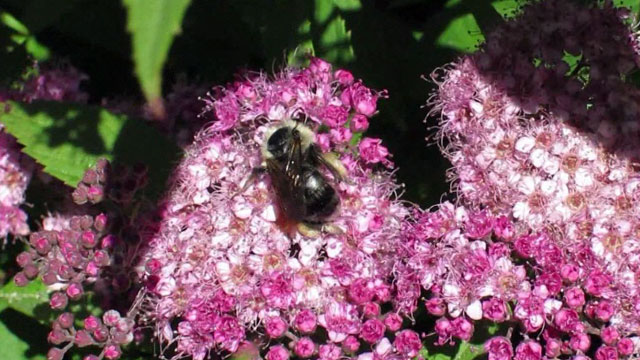 CityStream: Bee City