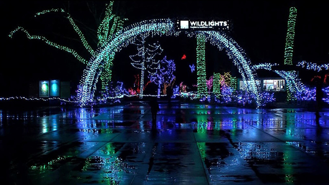 CityStream: Wildlights