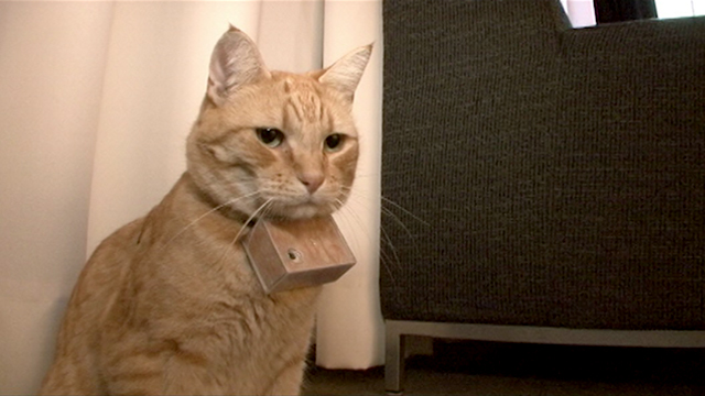 Cooper, Cat Photographer 2009