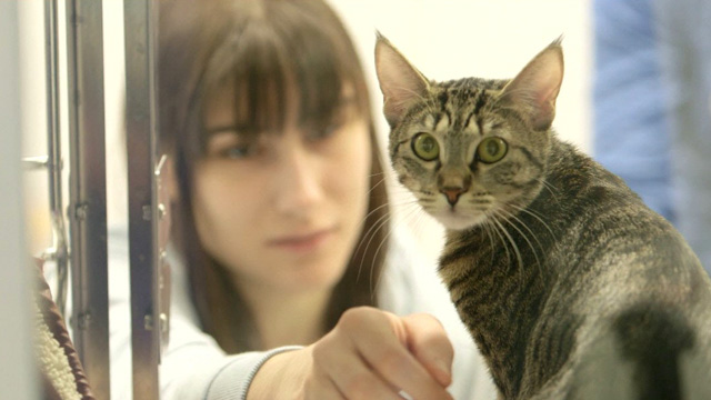 CityStream: Animals, Art & Heart 4/15/2016