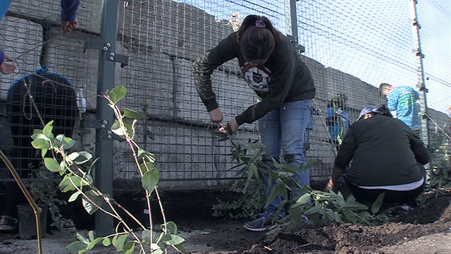 CityStream: Georgetown's Green Wall