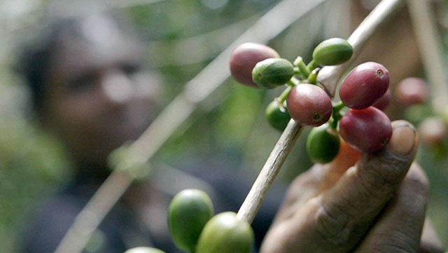 CityStream: Kangaroos, Coffee & Conservation