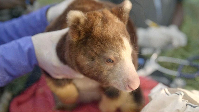 CityStream: Zoo Scientist’s Quest for the Tree Kangaroo 