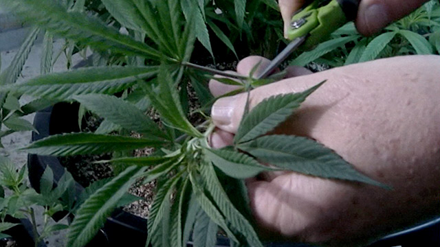City Inside/Out Local Issues: Cannabis Cultivation