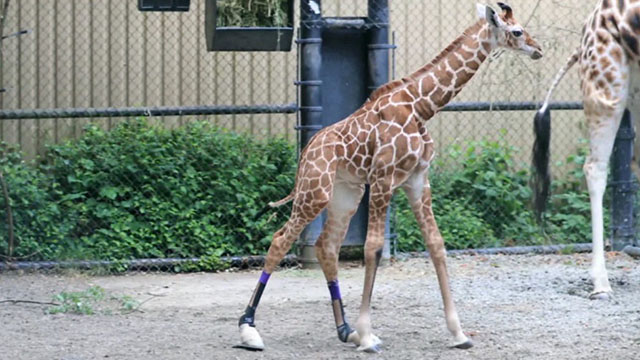 CityStream: Help for Hasani the Giraffe