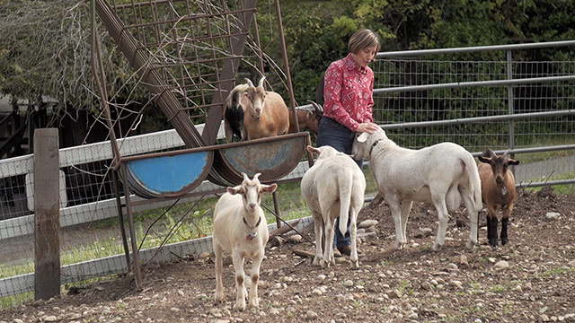 CityStream: Seattle at 150: Life on the Farm 