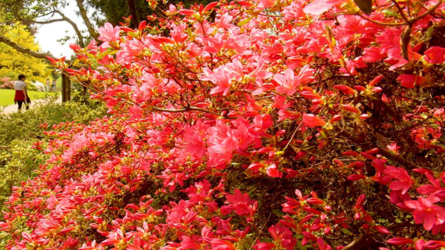 A virtual stroll through the Arboretum