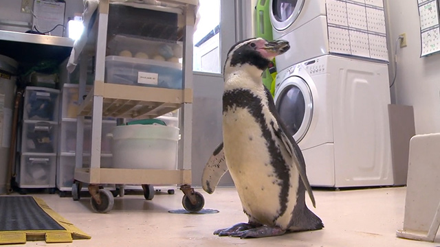 CityStream: Animals aging gracefully at Woodland Park Zoo CityStream: Advanced Treatment for Aging Zoo Animals