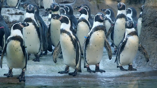 Aging Animals, Building Trust & Applauding Our Heroes CityStream: Aging Animals, Building Trust & Applauding Our Heroes