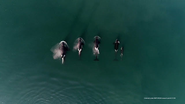 Stories from the Salish Sea: Eba + the Orcas