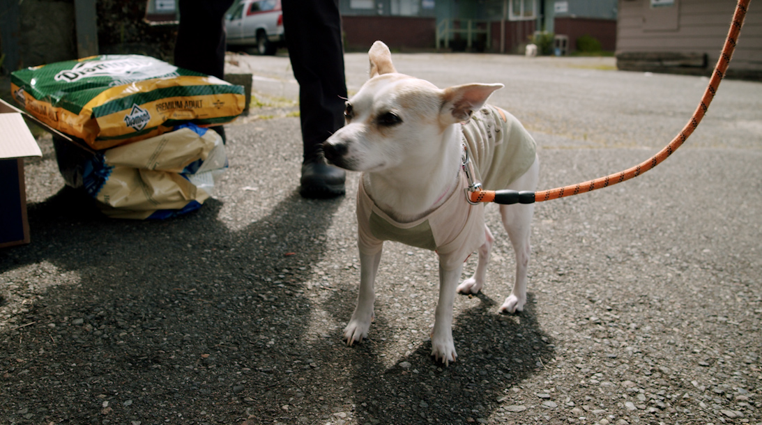 Seattle Animal Shelter outreach program