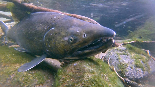Salmon “Rest Stop” on the Duwamish  