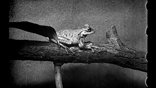 Favorite Archival Object: Frog's Travel Itinerary, 1975