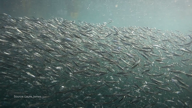 CityStream: Are Herring Runs Rebounding?  