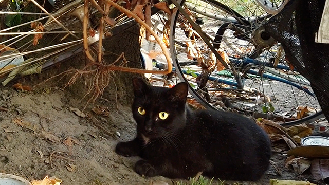 CityStream: Feral cats