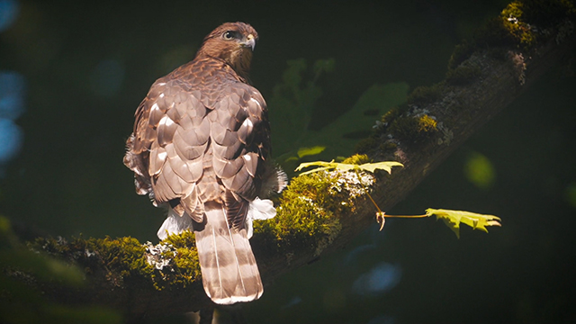 CityStream: Seattle’s Pure H2O & Reticent Raptors