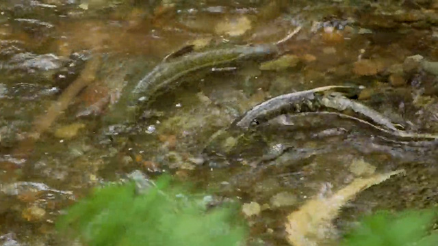 Chum Salmon at Carkeek Park