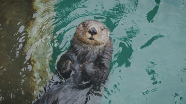CityStream: Sea Otter Resiliency