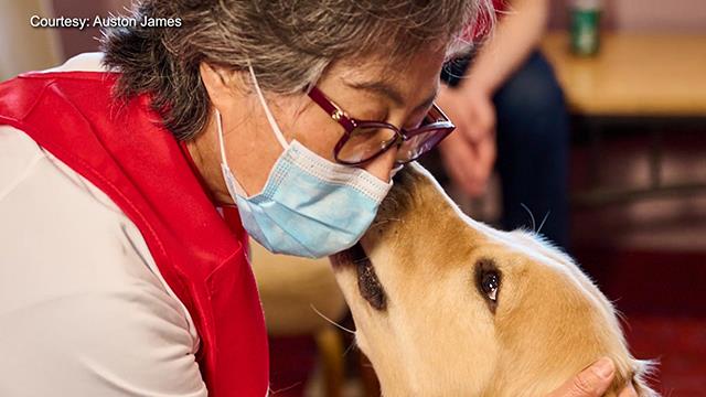 When healing comes with a wagging tail When healing comes with a wagging tail